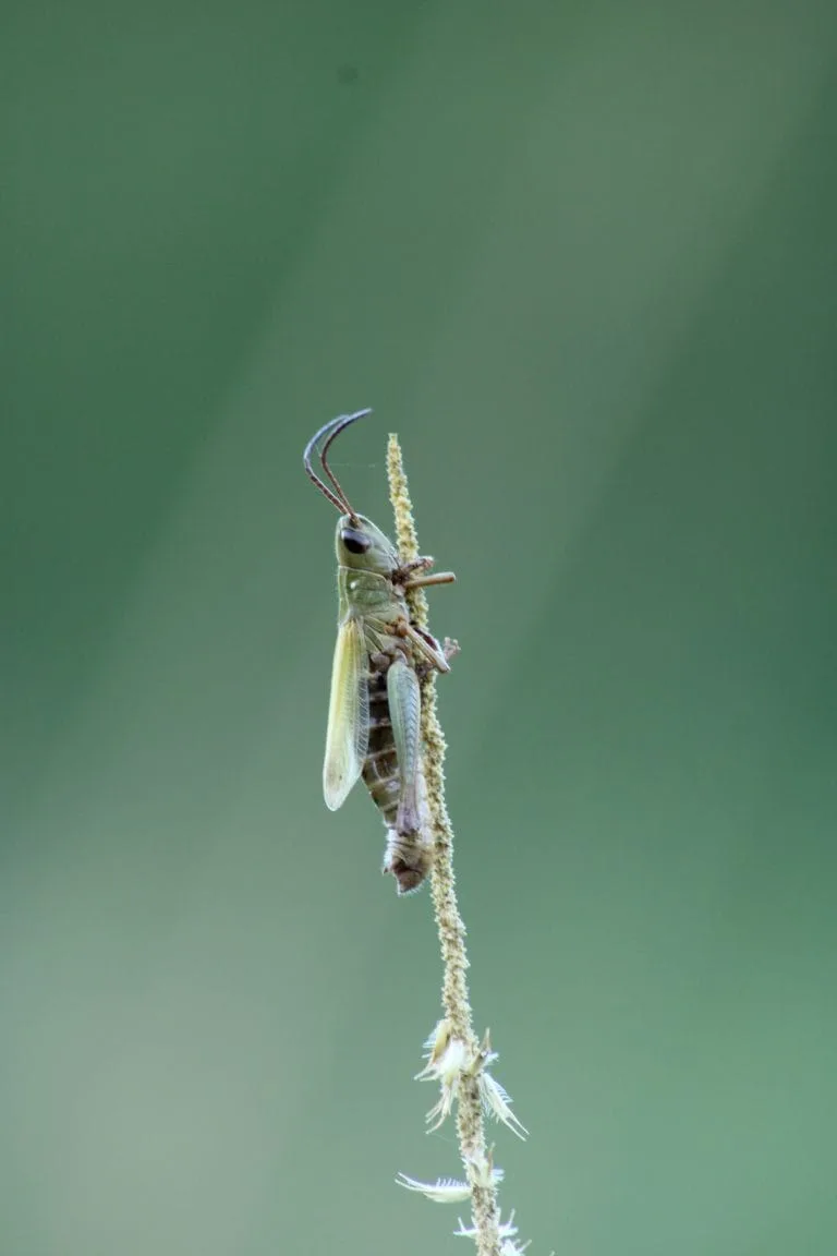 grasshopper vihar credits to giovanni leonardi