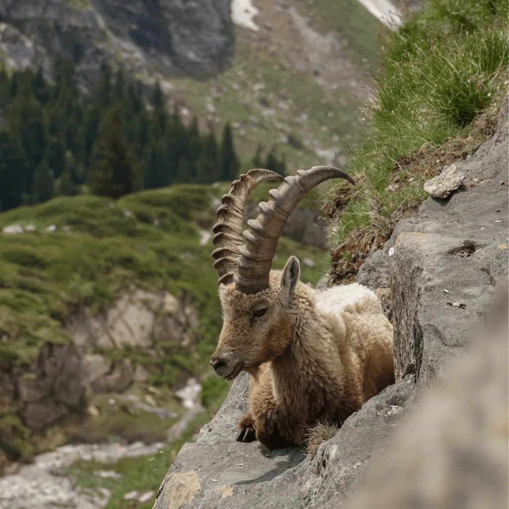 adrien stachoviach ram