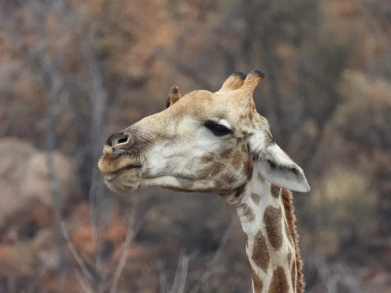 giraffe bing xie