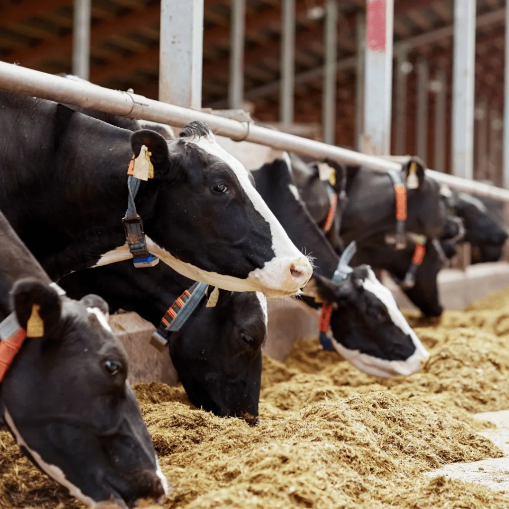 sydas production vaches laitieres