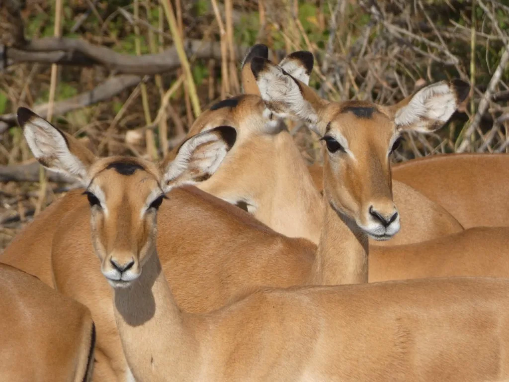 gazelles credits to damaris riedner