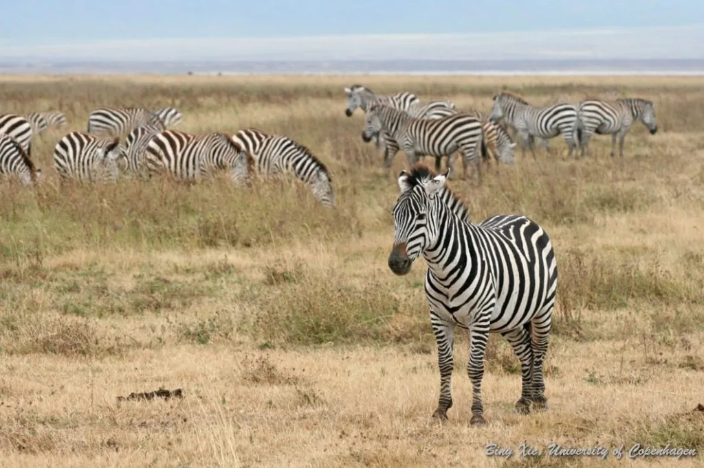 zebras pilanesberg national park credits to bing xie